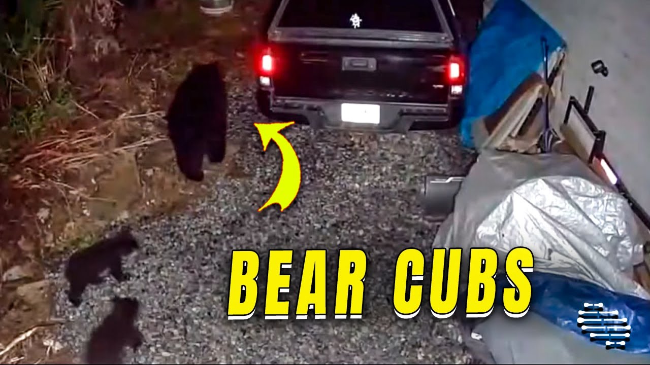Mama Bear and Cubs Visit a Yard at Night - YouTube