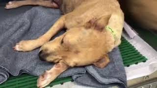 Mama Dog's Miraculous Transformation