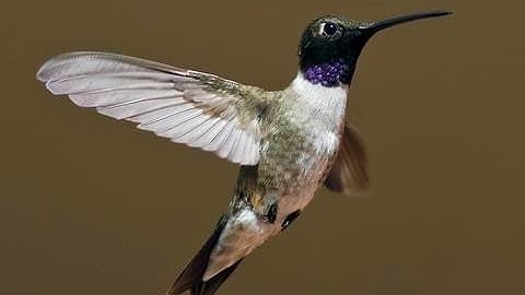 Arizona Bird Sounds | Black Chinned Hummingbird #3 | Black Screen