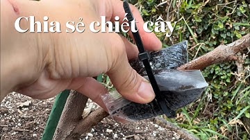 Chia sẻ chiết cây  đơn  giản dễ  làm xin xem het video đừng bỏ chi tiết  nào,để không bi thất bại