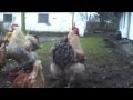 Buff Orpington Meat Chickens