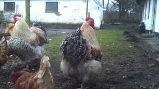 Buff Orpington Meat Chickens