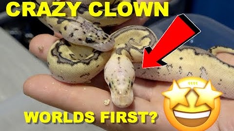 Vanilla Clown Clutch Update! Beautiful Ball Pythons