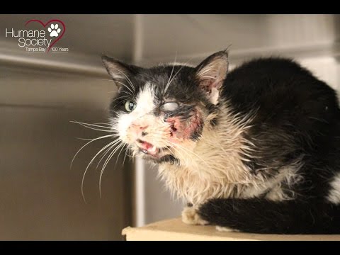 'Zombie cat' climbs out of grave