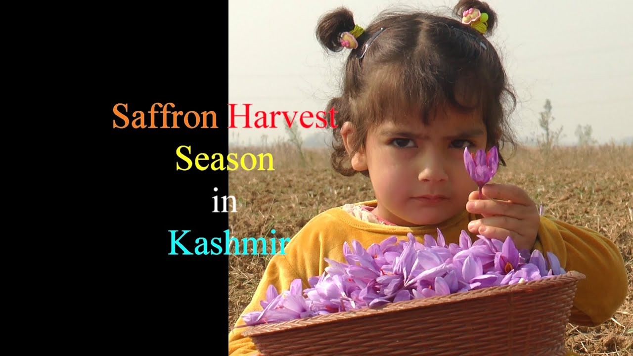 Saffron harvest Season kashmir