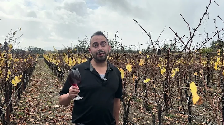 Day 4 - 2025 Boisset Luxury Wine Advent - In Good Taste