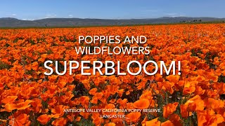 Superbloom Poppies and Wildflowers at Antelope Valley California Poppy Reserve Lancaster Spring 2023