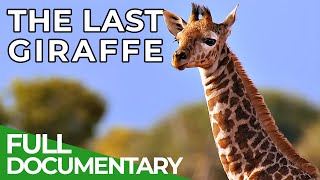 The Last Giraffe  How the World's Tallest Land Animal Became Extinct | Free Documentary Nature