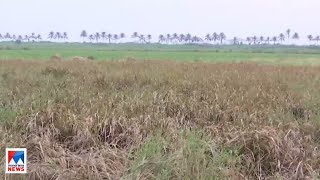 നെല്ലുല്‍പാദനത്തില്‍ വന്‍ ഇടിവ്; കോള്‍ കര്‍ഷകര്‍ക്ക് കോടികളുടെ നഷ്​ടം | Thrissur | Farmers