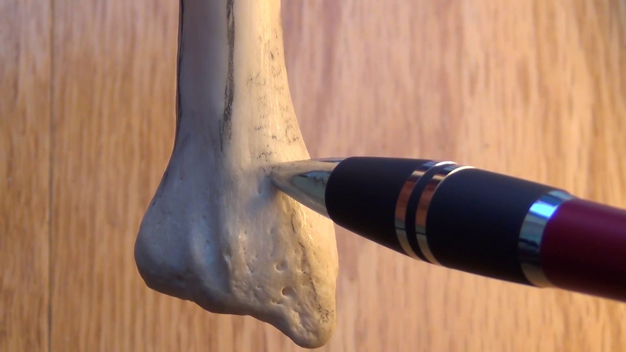 Radius Anatomy and Osteology with Clinical Correlations YouTube