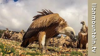 Guardians of the Sky: Unveiling the Vital Role of Vultures in Ecosystems #birds by Lion Mountain TV 1,614 views 2 months ago 2 minutes, 33 seconds