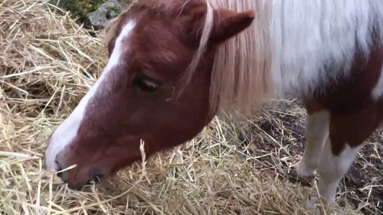 Feeding of Shetland ponies. YouTube