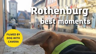 Dog walk in cute medieval Rothenburg town - Highlights Guide by One Dog Show 58 views 7 months ago 1 minute, 49 seconds