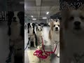 강아지 사진찍을 때 공감 #shorts