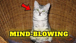 The Origins And History Of American Shorthairs Cat - Buying Cost, Diet, Care Guide For Beginners