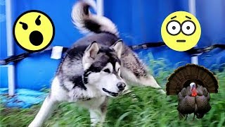 Thanksgiving Turkey | Prank On My Dog