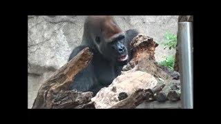 Silverback gorilla eating tree bark by Fabi Avventura 1,130 views 6 years ago 37 seconds