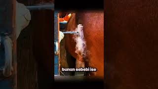 Atlara Damga Nasıl Yapılır?