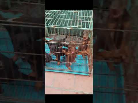 Đàn chó con chó doberman thuần chủng, giá rẻ, khoẻ mạnh, ưu tiên bắt cả đàn | Xlike Pet House