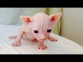Sphynx Kittens Are Cute Too - Adorable Sphynx Cat Baby Videos || NEW