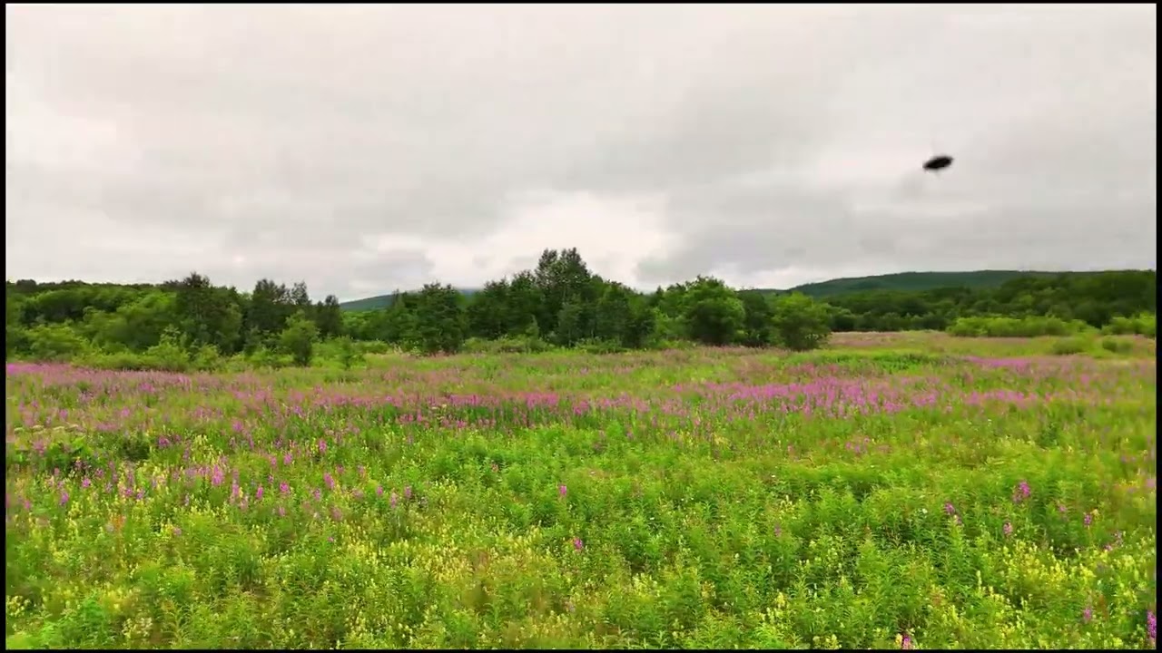 2025-08-01 夏日柳蘭(堪察加半島)
