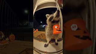 #ringcamera #racoons #halloween #targetfinds #stayhomemom