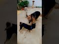 #Pupu & Dingo's fun time ❤❤❤ #dogs #dogshorts #pets