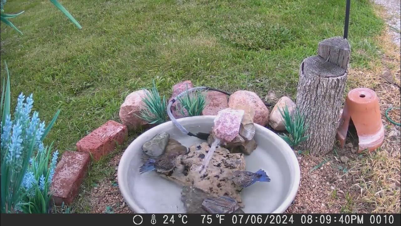 2024 0706 lots of baby bluebirds! sound of wings brushing the camera at