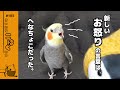 へなちょこな言葉でペンギンを叱るオカメインコこはく
