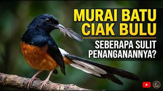 Download lagu Media informasi dunia kicau Indonesia