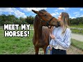 MEET MY HORSES!