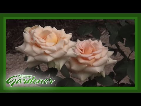 Types Of Roses