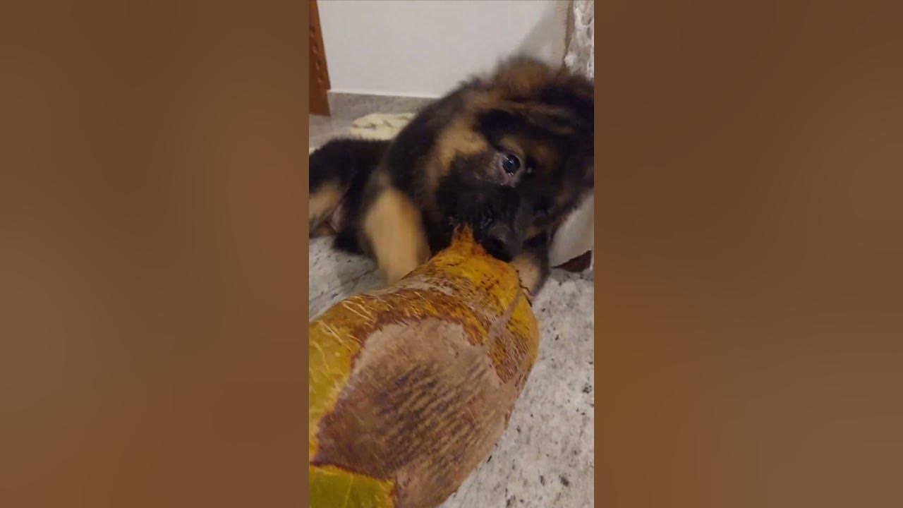 Helping mommy to de-husk the coconut 😂🐶🐾