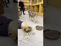 This dog is crazy about food #interesting #facts #cutedog #dog #funny #lovestory #love #animals
