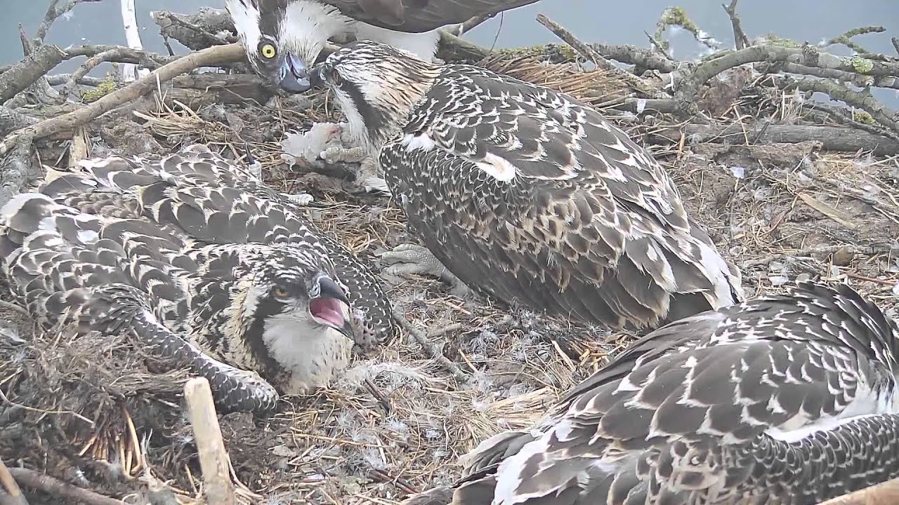 Maya feeding S1 YouTube