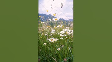 youtube background video template animation flower #drawing