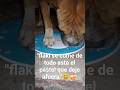 "My naughty little dog ate the whipped cream I left out."🍦🍰🐶#perritostiernos #pitbull #pets