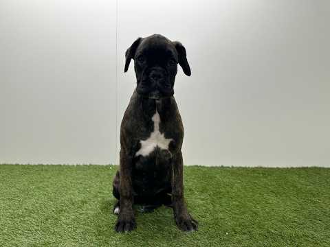 Video Boxer