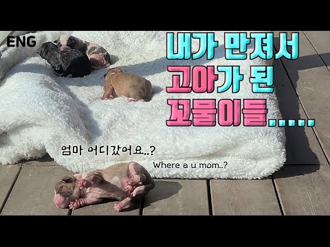 Mom dog doesn&rsquo;t take care her puppies after my touch..T.T [Eng SUB]