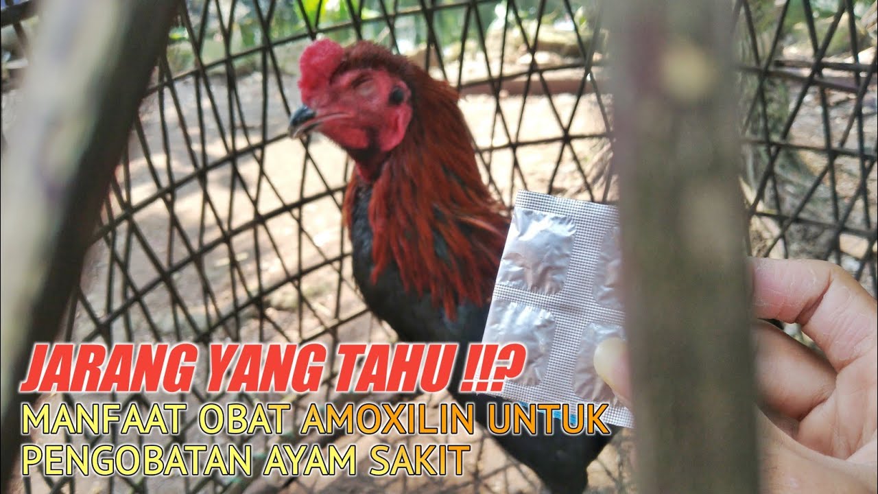 obat untuk ayam