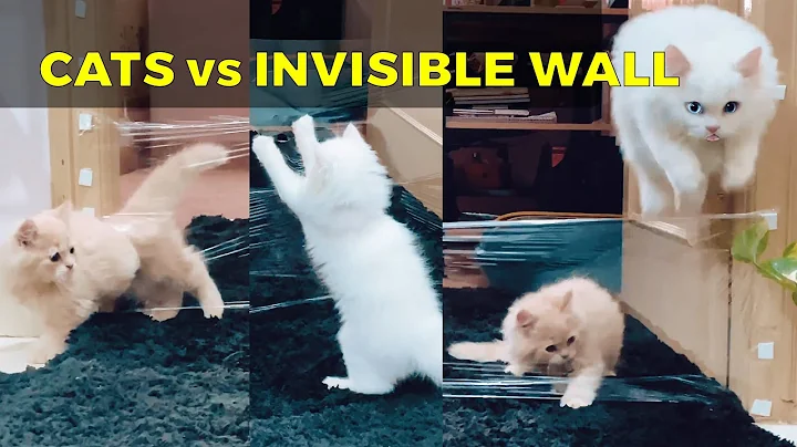 Watch the video about Funny Persian Cats and Invisible Wall | Lola & Marley's Reactions