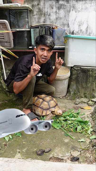 RENYAH! INI SUARA KURA KURA SULCATA JUMBO MAKAN GENJER