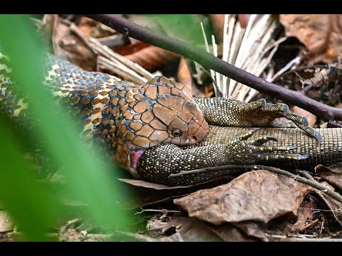 King Cobra attacking Monitor Lizard