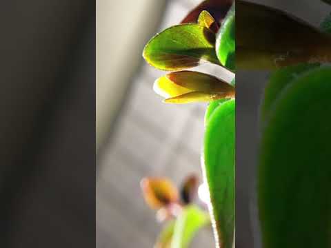 Video: Climbing Lily Care - Cara Menanam Bunga Lili Gloriosa