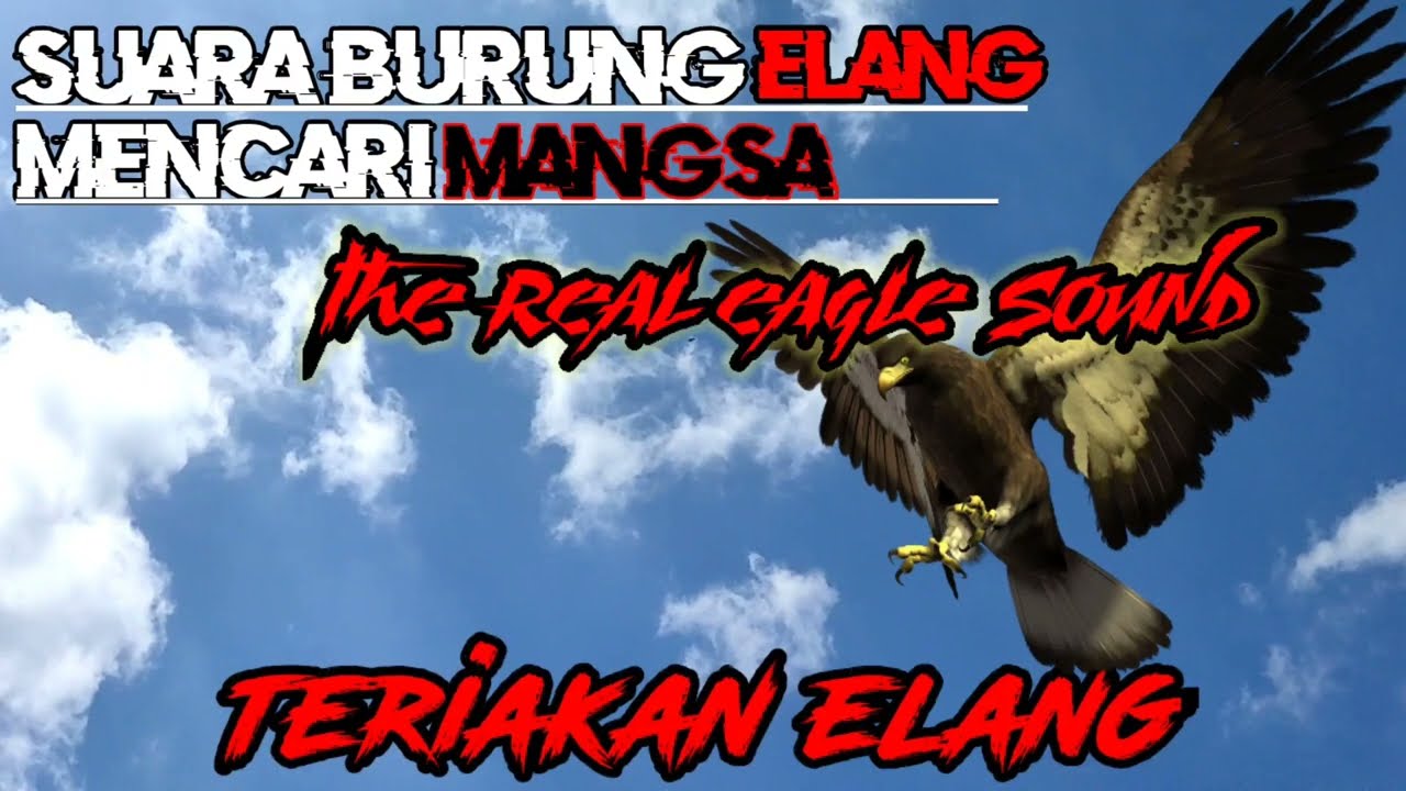 MERINDING SUARA BURUNG ELANG || THE BEST SOUND