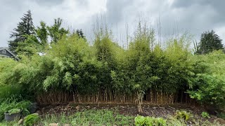 Clumping Bamboo As a Hedge - Robusta and Scabrida - Bamboo that Thrives in Full Sun by My Boring Channel 13,326 views 1 year ago 18 minutes