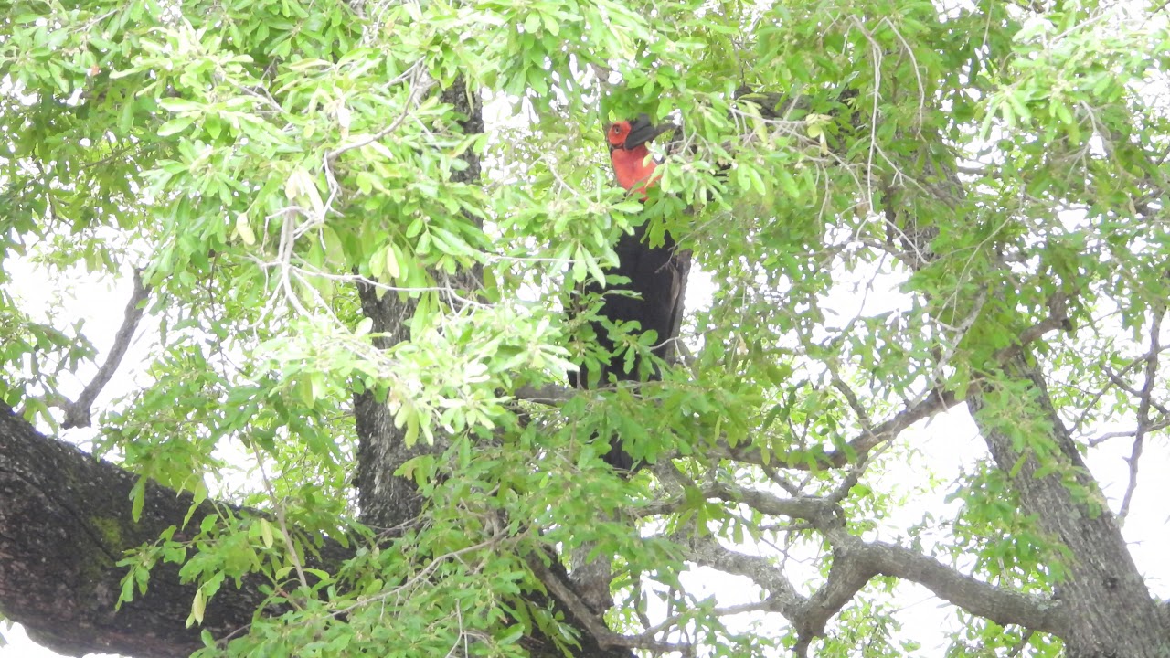 Zuidelijke grondneushoornvogel (southern ground hornbill) 