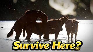 How Do Wild Horses Even Survive HERE?