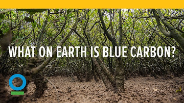 What on Earth is Blue Carbon?