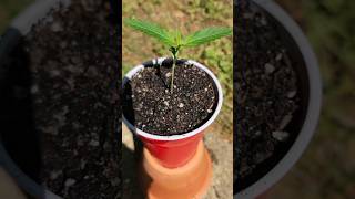 My First Outdoor Grow! #shorts